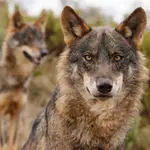  Castilla y León, Asturias, Cantabria y Galicia coordinarán sus propios planes de gestión del lobo