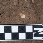 Premolar in situ en la Cueva de Nerja