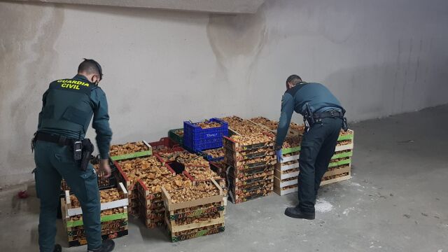 Efectivos de la guardia civil con las setas incautadas