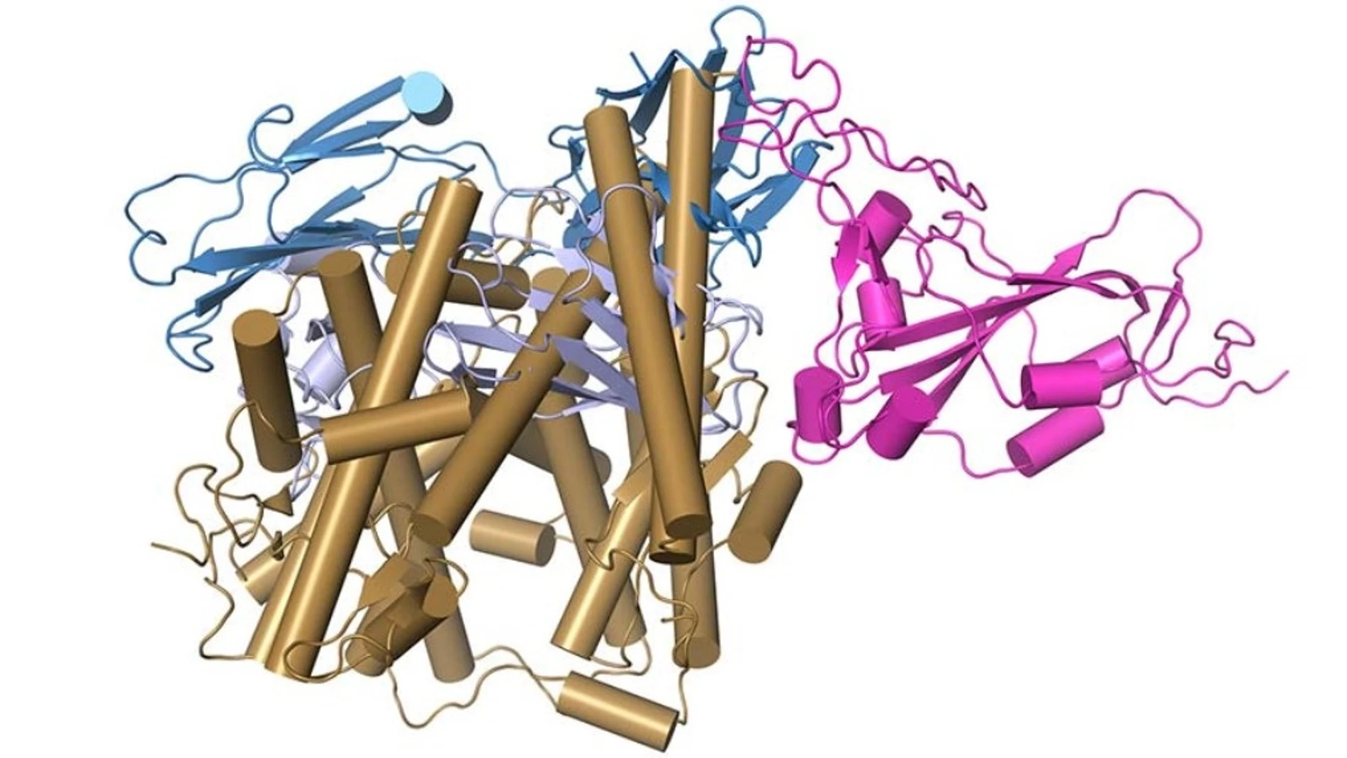 La edad es un factor decisivo a la hora de activar los diferentes anticuerpos que neutralizan al SARS-CoV-2, según un estudio publicado en Nature Inmunology