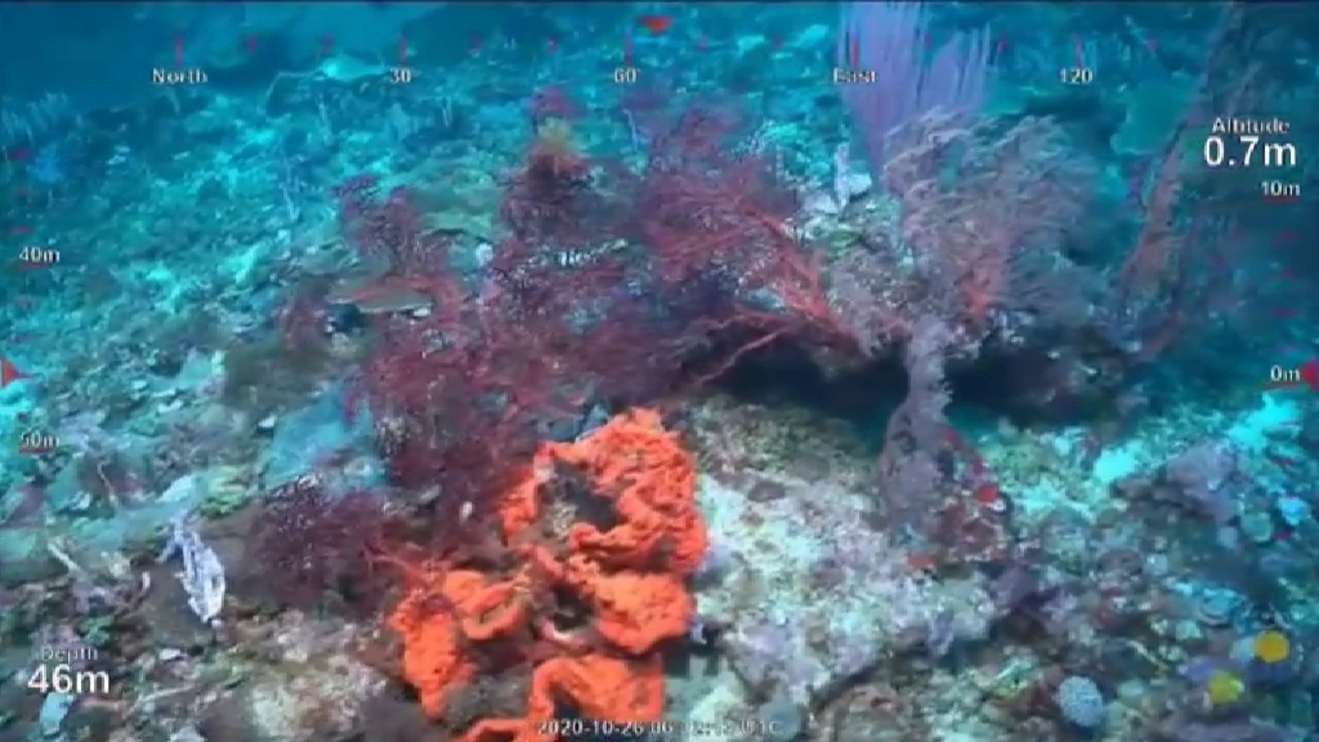 Descubren un arrecife de coral de la altura del Empire State en Australia