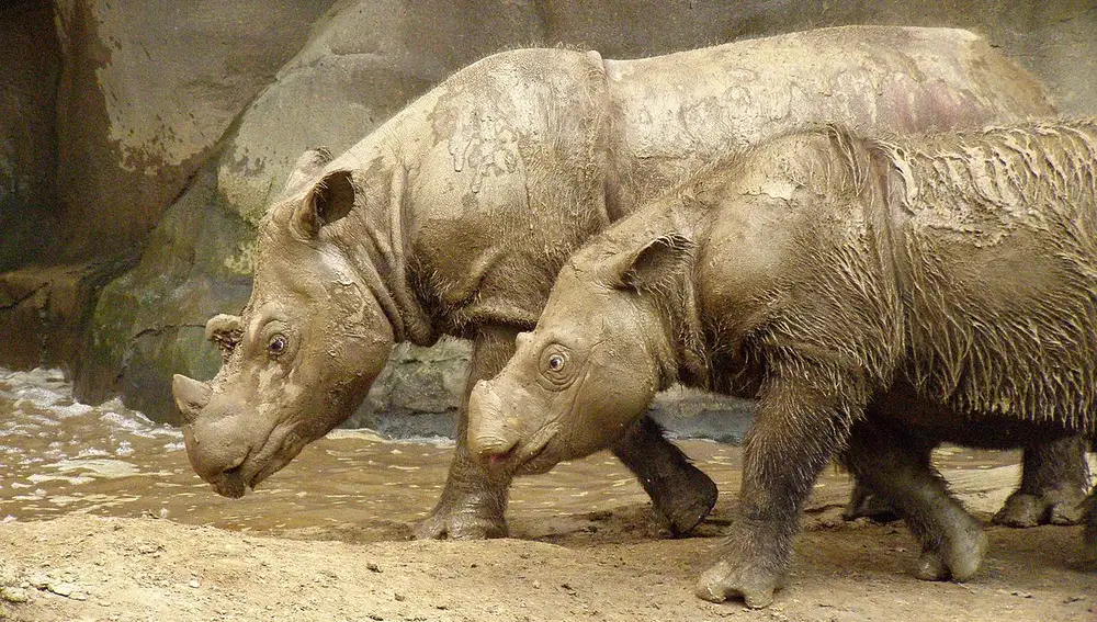 Los rinocerontes de Sumatra, los verdaderos unicornios.