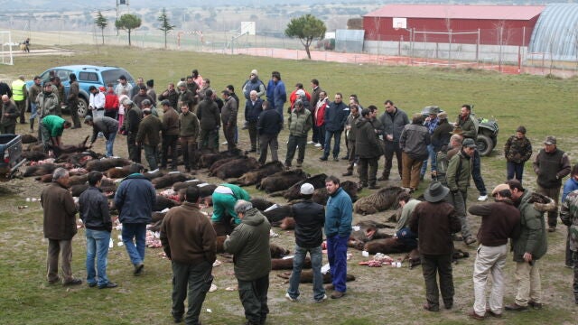 Alfombra de reses tras montería