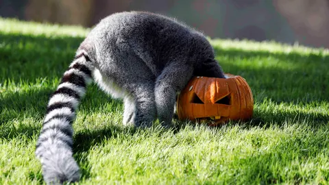 El Bioprac de Valencia ha festejado hoy Halloween dando de comer a los animales del parque calabazas decoradas y otros ingredientes típicos de esta festividad.