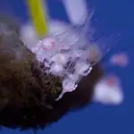  Las medusas se reproducen por “sexo oral”