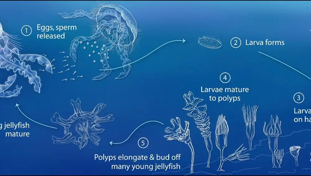 Ciclo vital de una medusa