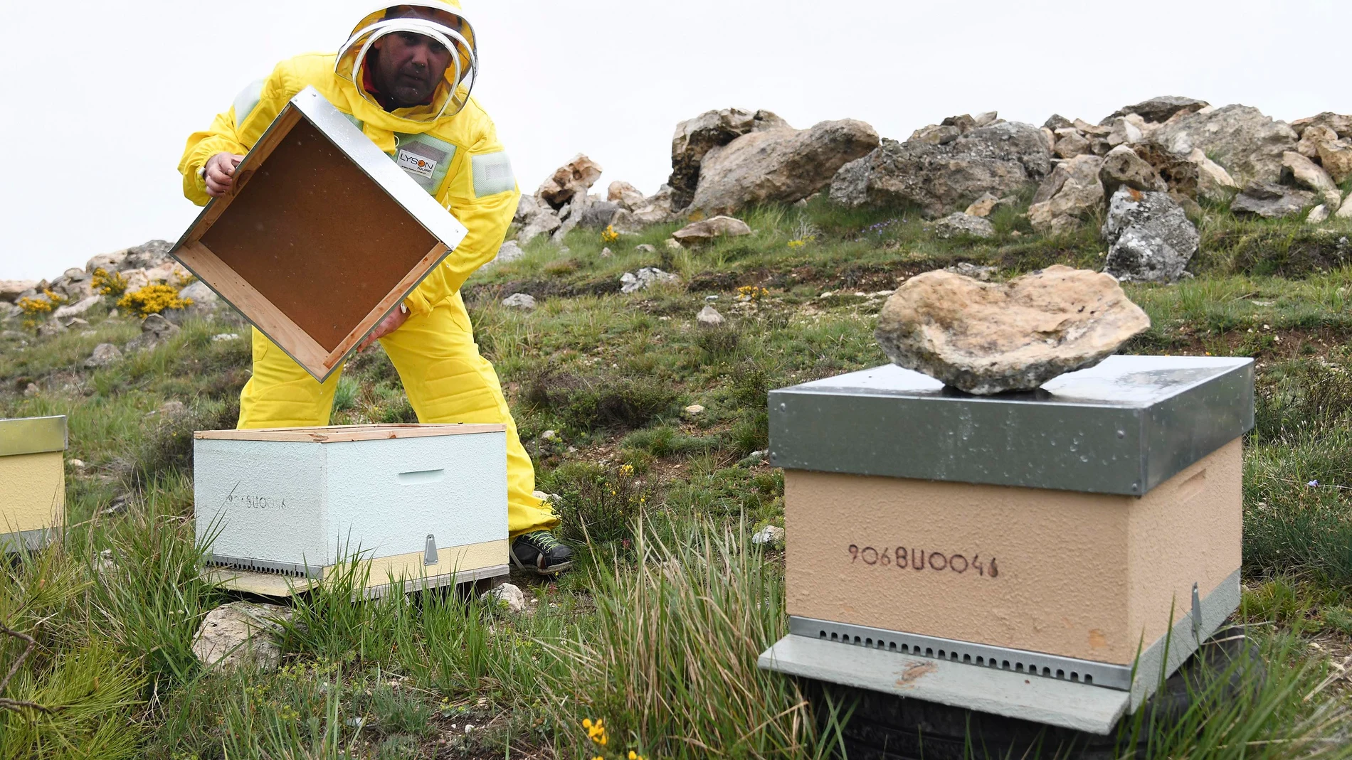 Un apicultor en la localidad burgalesa de Celadilla Sotobrín
