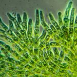 Alga fotosintética vista al microscopio