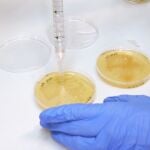 Caries, periodontitis y halitosis podrán tratarse con un único compuesto en forma de probiótico.