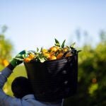 Las naranjas se podrán comprar directamente al agricultor