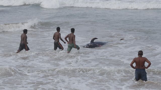 Sri Lanka intenta empujar una ballena varada a aguas profundas en el Océano Índico en Panadura, en las afueras de Colombo. (Foto AP / Eranga Jayawardena)