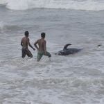 Sri Lanka intenta empujar una ballena varada a aguas profundas en el Océano Índico en Panadura, en las afueras de Colombo. (Foto AP / Eranga Jayawardena)