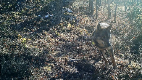 Los vecinos de Aguilar de Campos alertan de la presencia de hasta cinco lobos en la localidad
