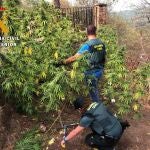 La Guardia Civil detiene a nueve personas por cultivo de marihuana en el Valle del Tiétar abulense