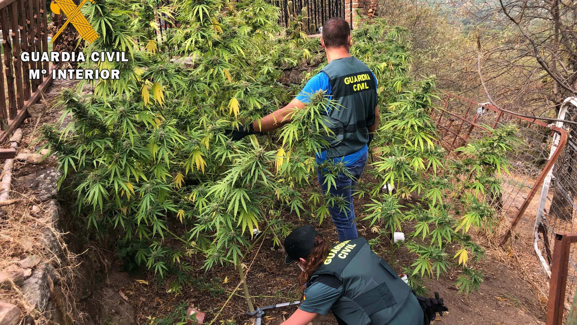 La Guardia Civil detiene a nueve personas por cultivo de marihuana en el Valle del Tiétar abulense