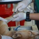 Un veterinario tratando a un animal