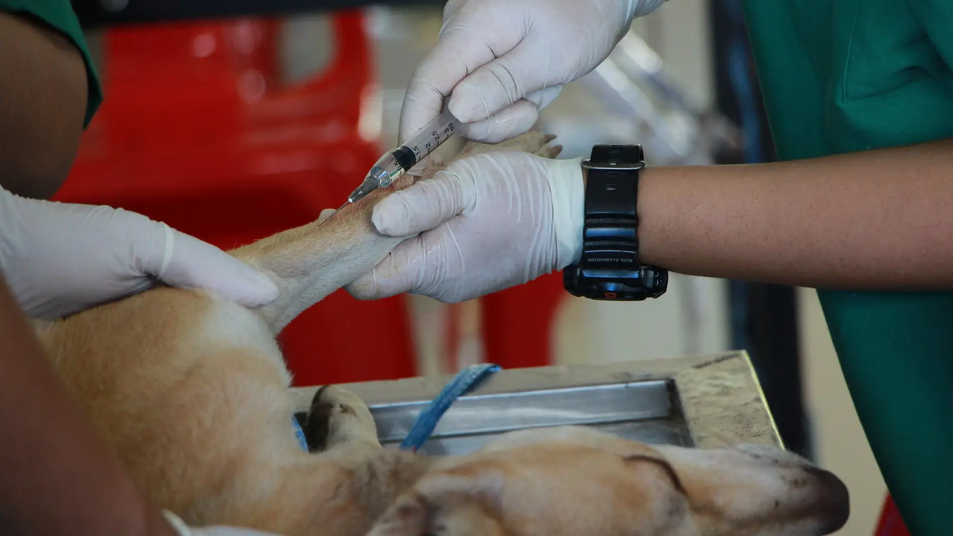 Un veterinario tratando a un animal