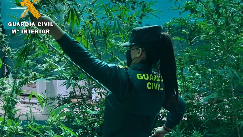 La Guardia Civil de Ávila detiene a nueve personas por cultivo de marihuana en el Valle del Tiétar