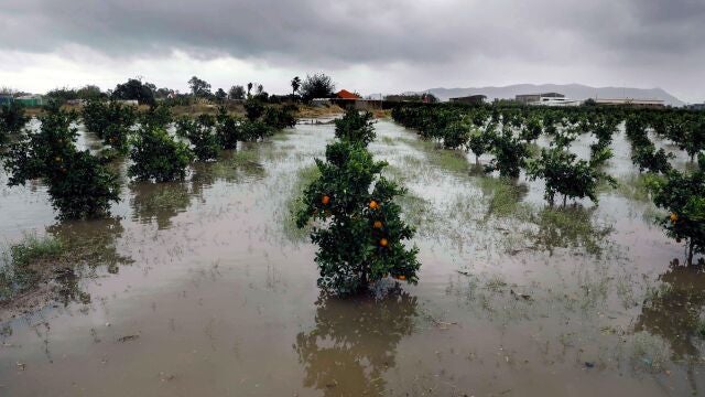 Campos de naranjos anegados cerca de la carretera N332 que une Sueca con Cullera