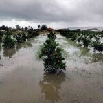 Campos de naranjos anegados cerca de la carretera N332 que une Sueca con Cullera