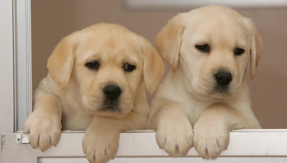 La Fundación Once Del Perro Guía Cumple 30 Años Con Más De 170 Perros En Andalucía | Fuente: ONCE