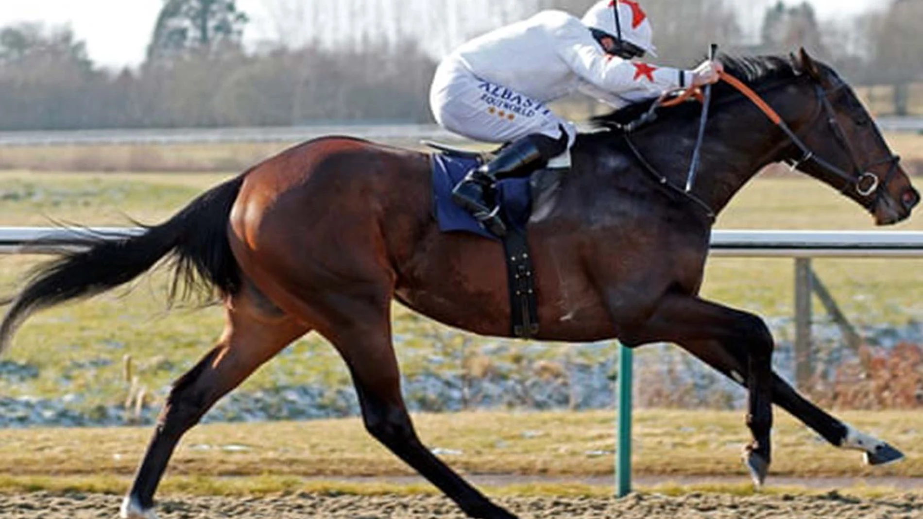 Walk In The Sun, el caballo propiedad de la cuadra Phoenix Thoroughbreds.