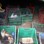 La Guardia Civil desmantela un núcleo zoológico clandestino con 572 animales en Lorca