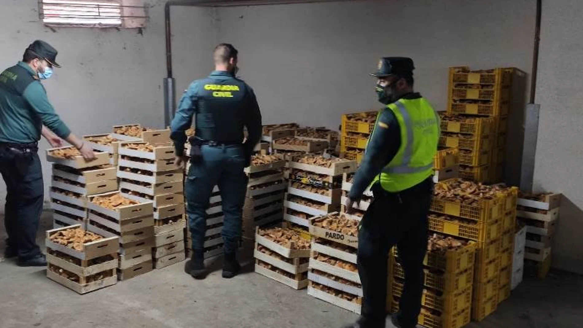 Operación de la Guardia Civil en Soria contra la recogida ilegal de setas