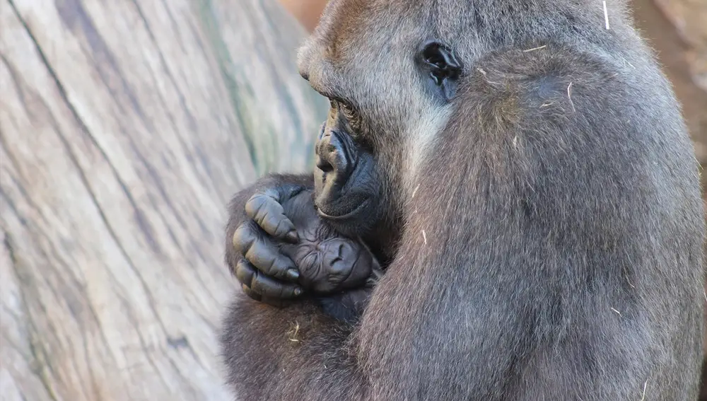 La gorila Buu abraza a su cría, un macho nacido el pasado 7 de noviembre que se encuentra en perfecto estado de salud