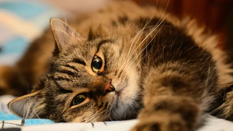 Si un gato persigue a una presa lejos de casa, es posible que se desoriente