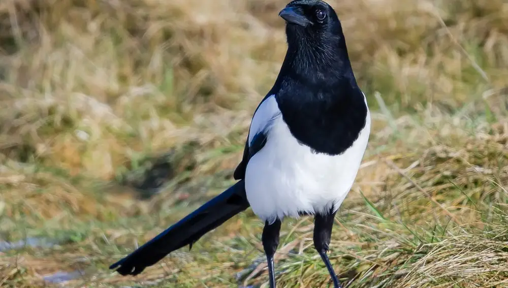 La urraca, una de las especies que se beneficia de la instalación de comederos y bebederos en un coto de caza