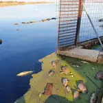  El PP denuncia peces muertos y mal estado del agua en zonas de l’Albufera 