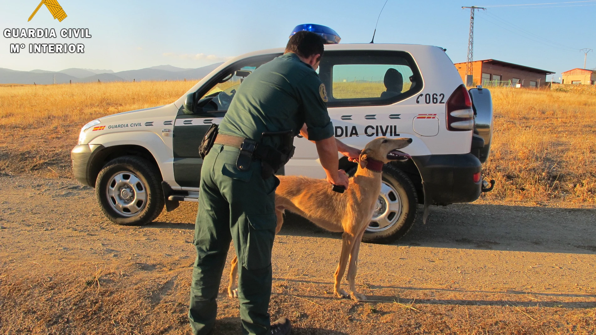 Cuatro investigados en Miguel Ibáñez (Segovia) por caza furtiva de liebres con galgos