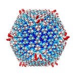 adenovirus ciencia