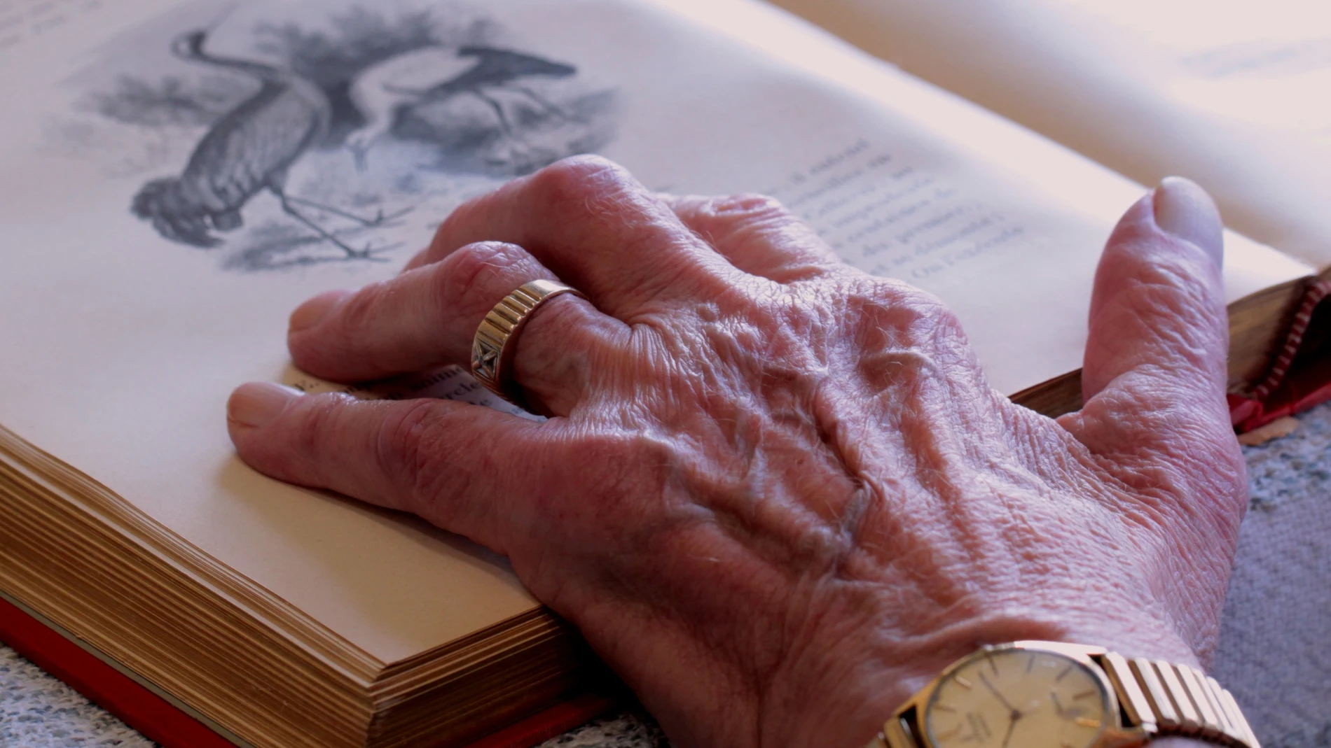 La mano de una persona mayor sobre un libro