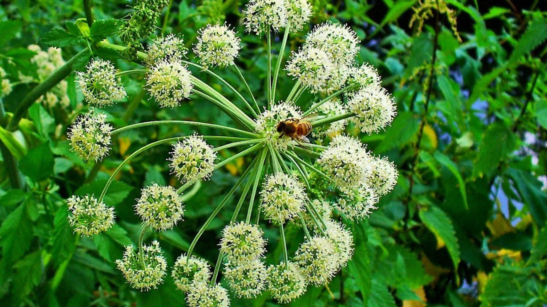 Planta de la que se extrae el nuevo antiviral