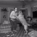 8 historias sorprendentes de perros salvando la vida a sus dueños en diversas situaciones