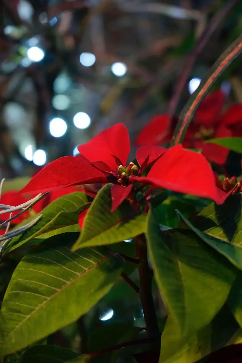 En la imagen, una flor de pascua.