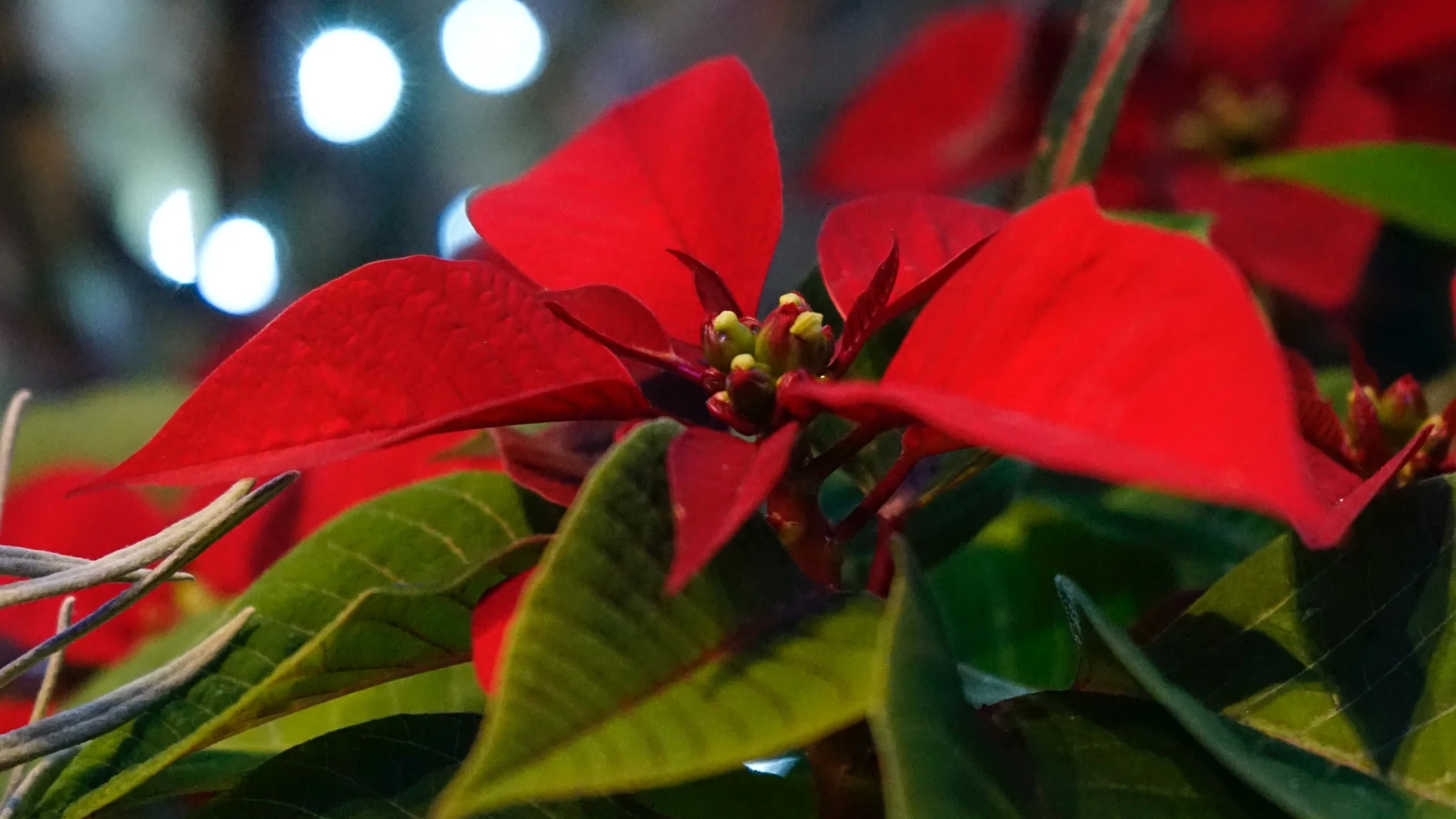 En la imagen, una flor de pascua.