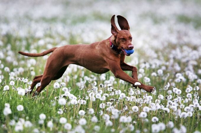 Los perros son lo más expuestos a los alérgenos ambientales porque se mueven mucho más que el resto de mascotas | AP /Michael Probst