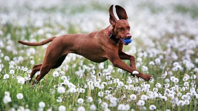 Los perros son lo más expuestos a los alérgenos ambientales porque se mueven mucho más que el resto de mascotas | AP /Michael Probst