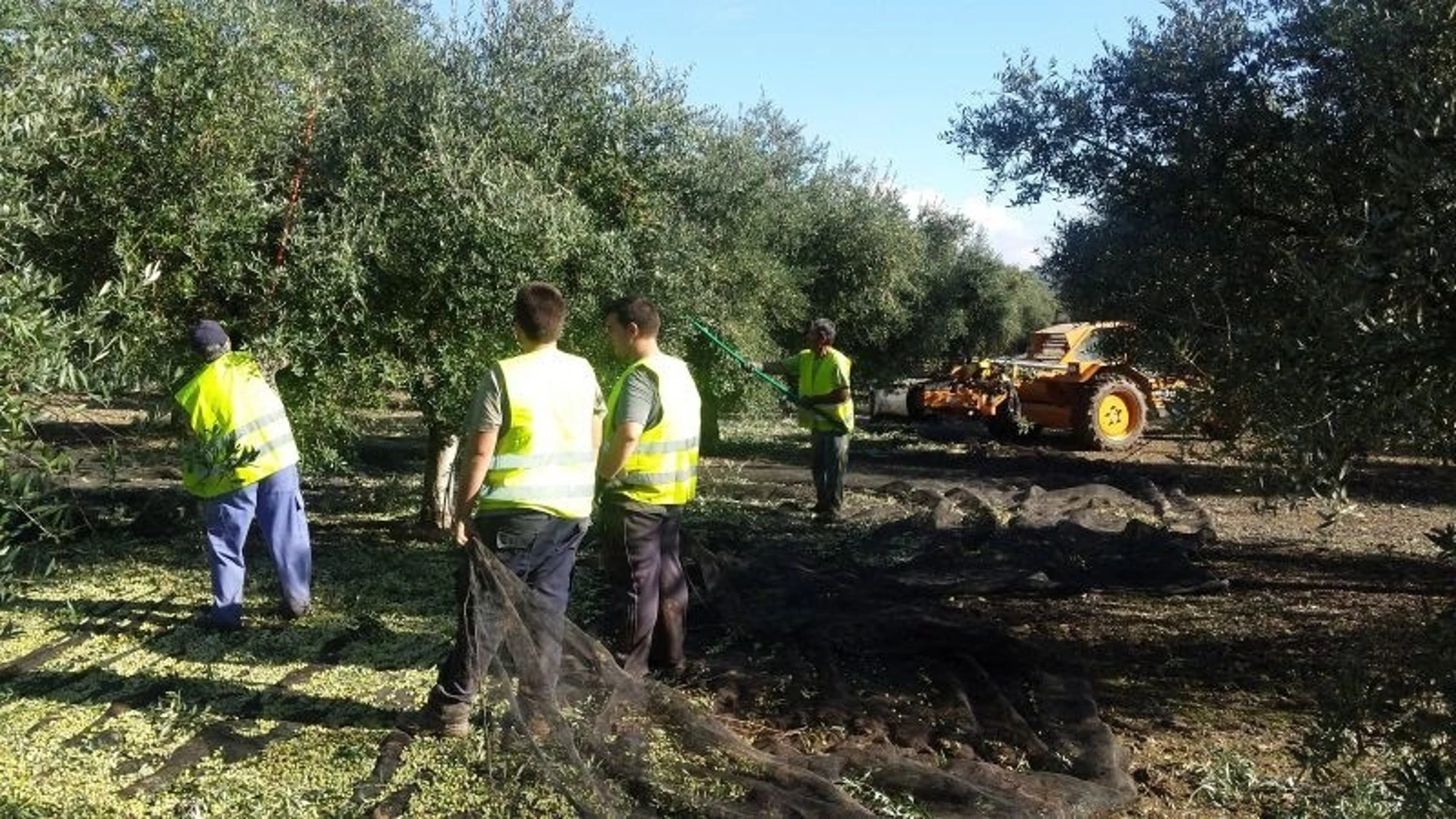 Olivar de la provincia de Jaén, uno de los cultivos afectados por la PAC