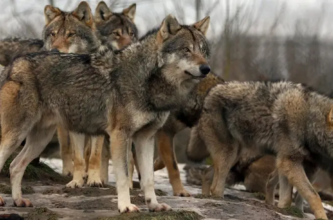 Castilla y León registra un ataque de lobo cada tres horas