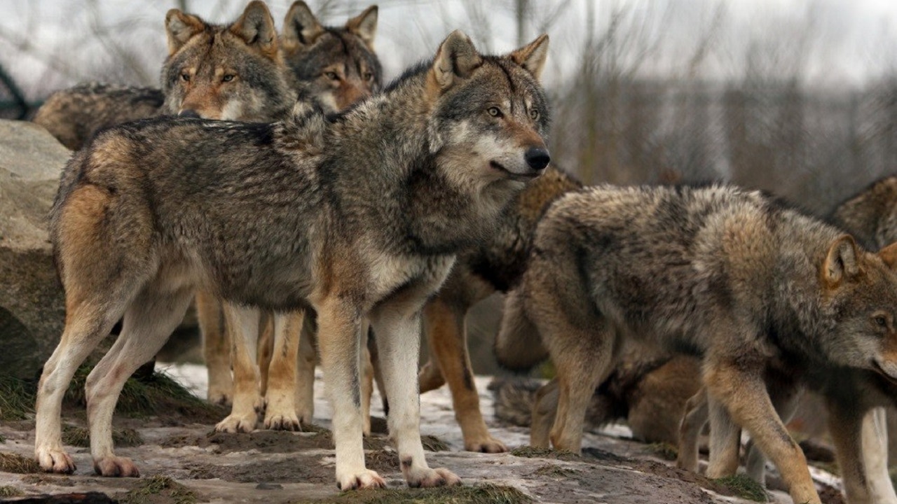 La caza del lobo al Norte de Duero entre 2016 y 2019 fue legal