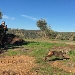 Imagen de la suelta del lince Kot en el término municipal de Montoro (Córdoba)