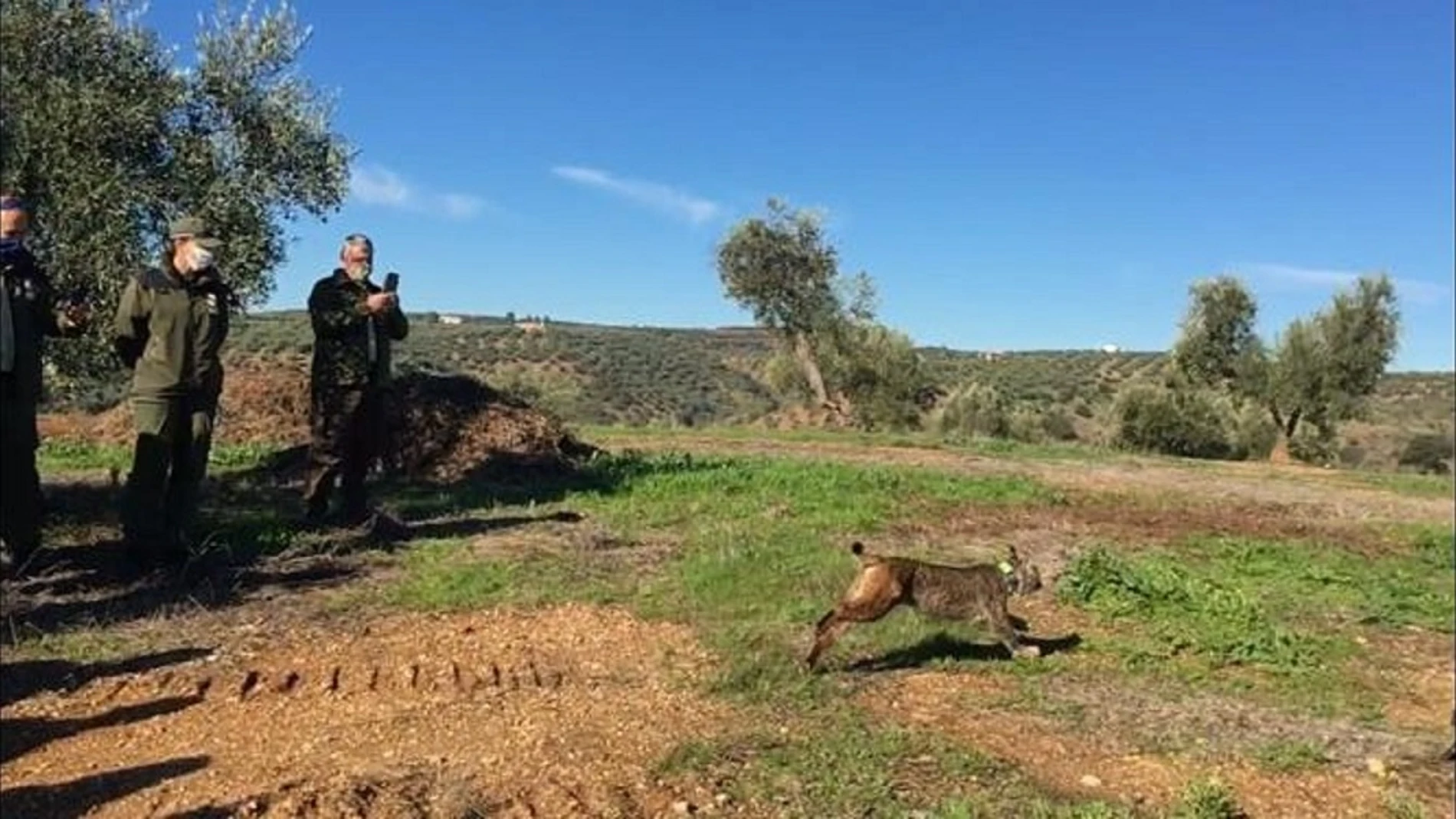 Imagen de la suelta del lince Kot en el término municipal de Montoro (Córdoba)