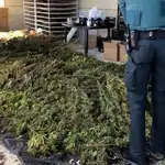 Desarticulada una organización criminal dedicada al cultivo de marihuana en Ávila a gran escala