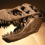 Los dinosaurios desaparecieron hace 66 millones de años. El mundo se recuperó, pero durante diez millones de años la mayoría de los ecosistemas fueron poco diversos y sus habitantes eran de pequeño tamaño, los descendientes directos de los supervivientes de la catástrofe. Sólo después de ese tiempo, con la llegada del Máximo Térmico del límite Paleoceno-Eoceno, algunos grupos lograron romper el bloqueo y diversificarse.