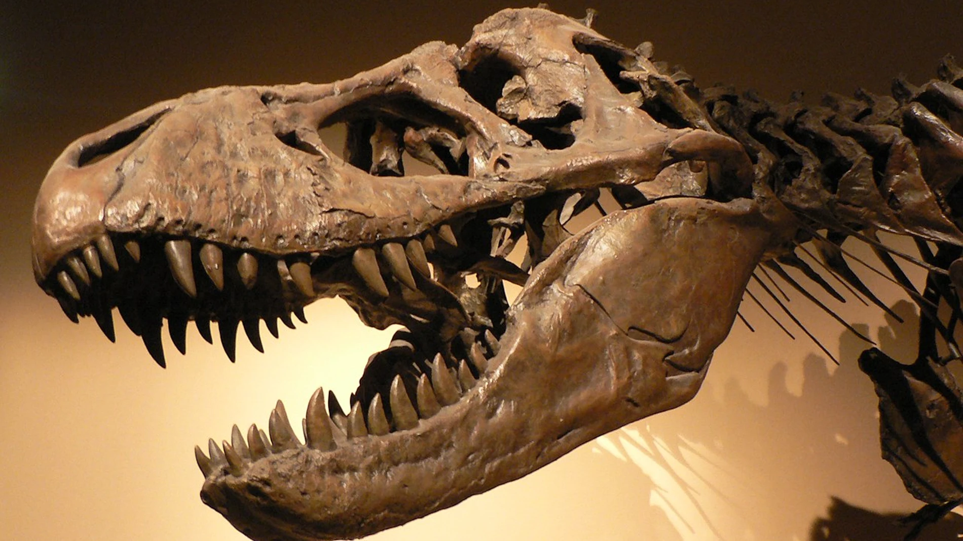 Los dinosaurios desaparecieron hace 66 millones de años. El mundo se recuperó, pero durante diez millones de años la mayoría de los ecosistemas fueron poco diversos y sus habitantes eran de pequeño tamaño, los descendientes directos de los supervivientes de la catástrofe. Sólo después de ese tiempo, con la llegada del Máximo Térmico del límite Paleoceno-Eoceno, algunos grupos lograron romper el bloqueo y diversificarse.