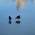 Patos caminando por el estanque del Retiro de Madrid